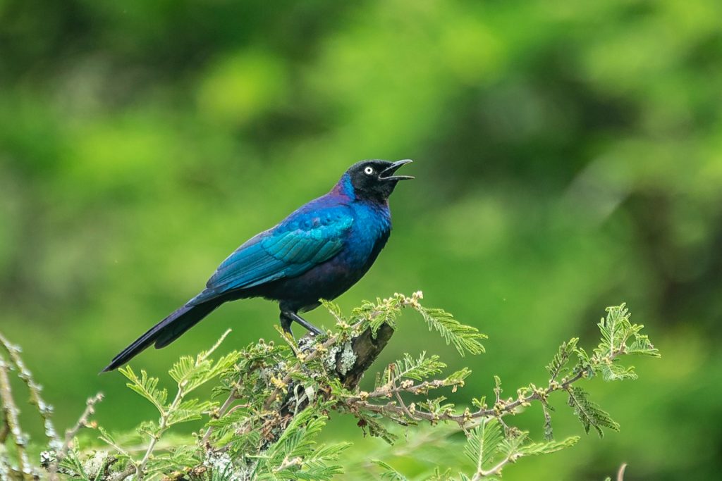 A blue bird with open beak